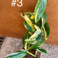 Monstera standleyana variegata