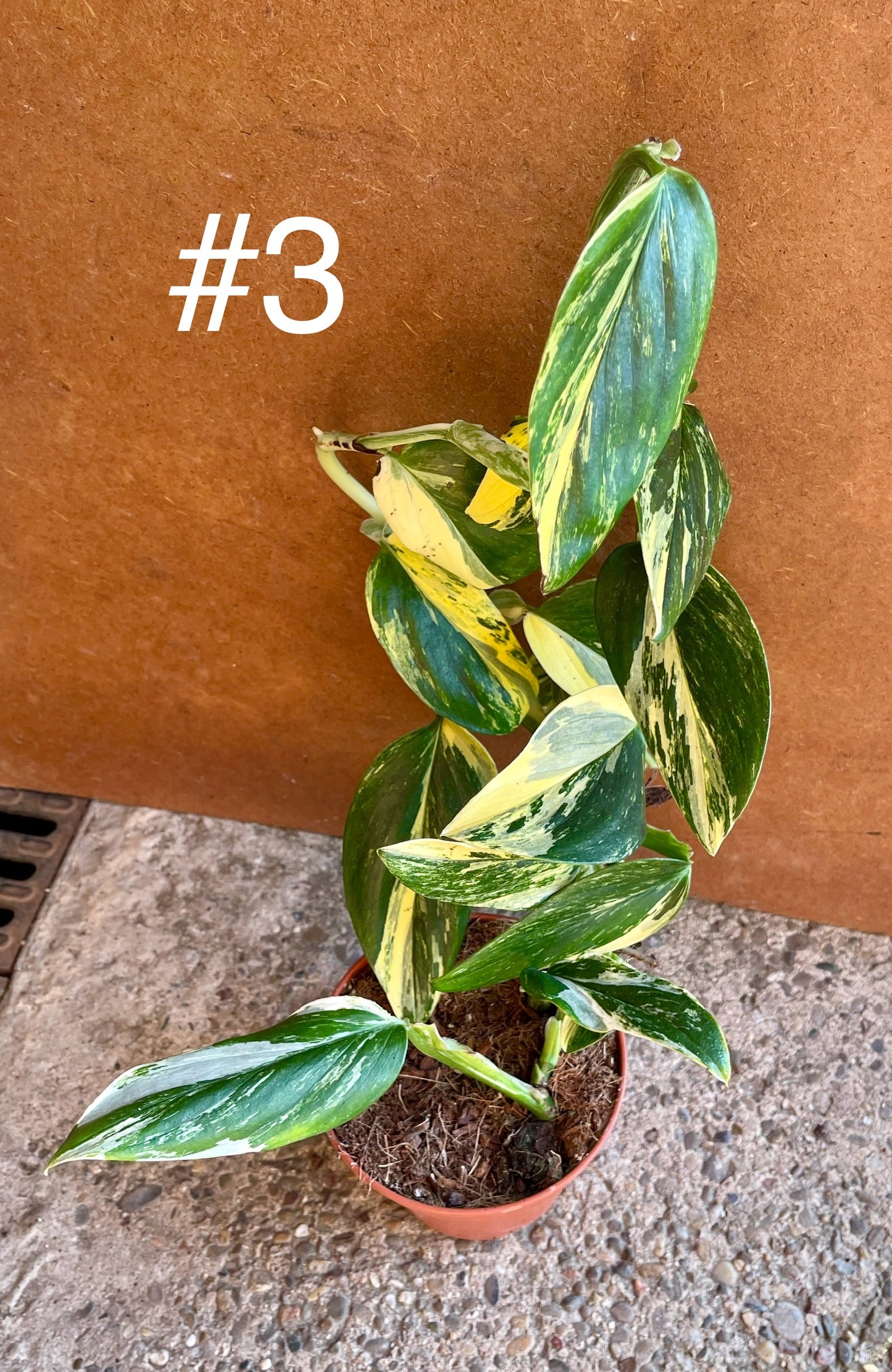 Monstera standleyana variegata