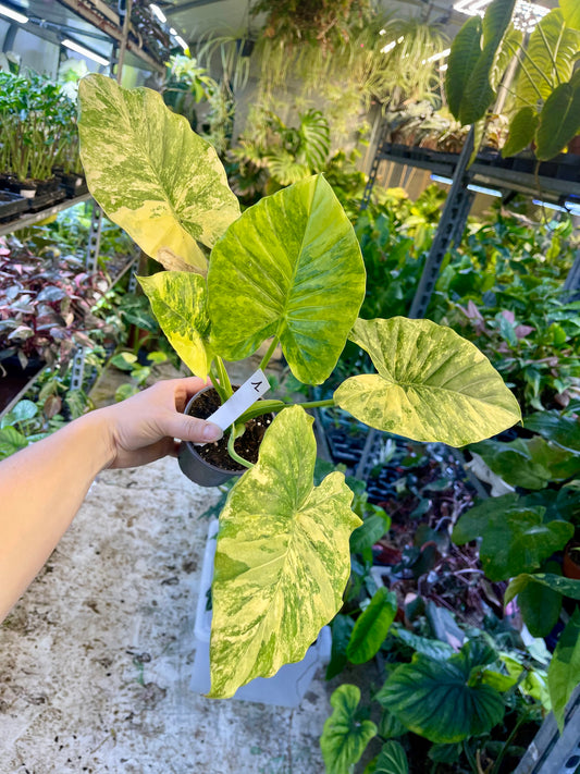 Alocasia gageana aurea variegata