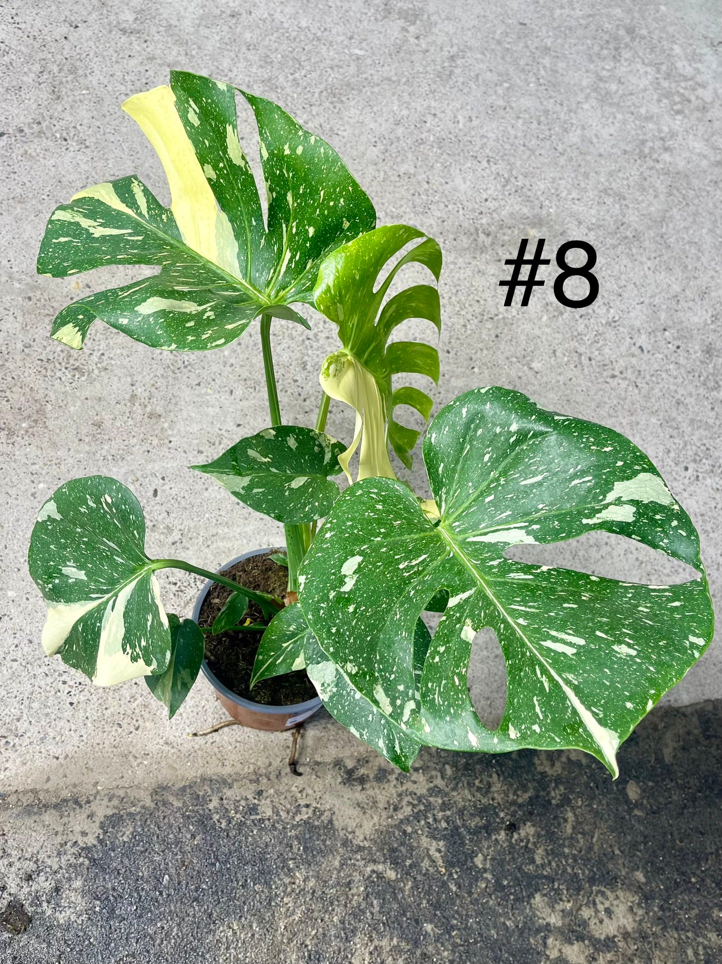 Monstera deliciosa thai constellation XL