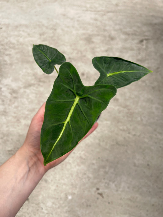 ALOCASIA FRYDEK TATTOO NEW