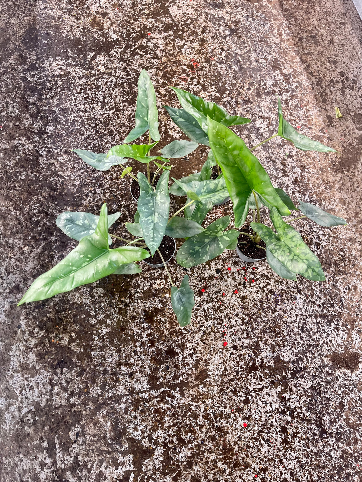 ALOCASIA SHATTERED GLASS