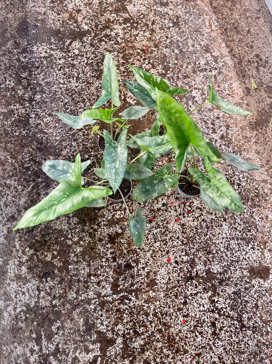 ALOCASIA SHATTERED GLASS