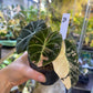 ALOCASIA BLACK VELVET PINK VARIEGATA M