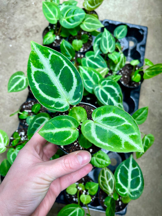 Anthurium crystallinum NEW