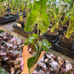 Alocasia teletubbies S NEW