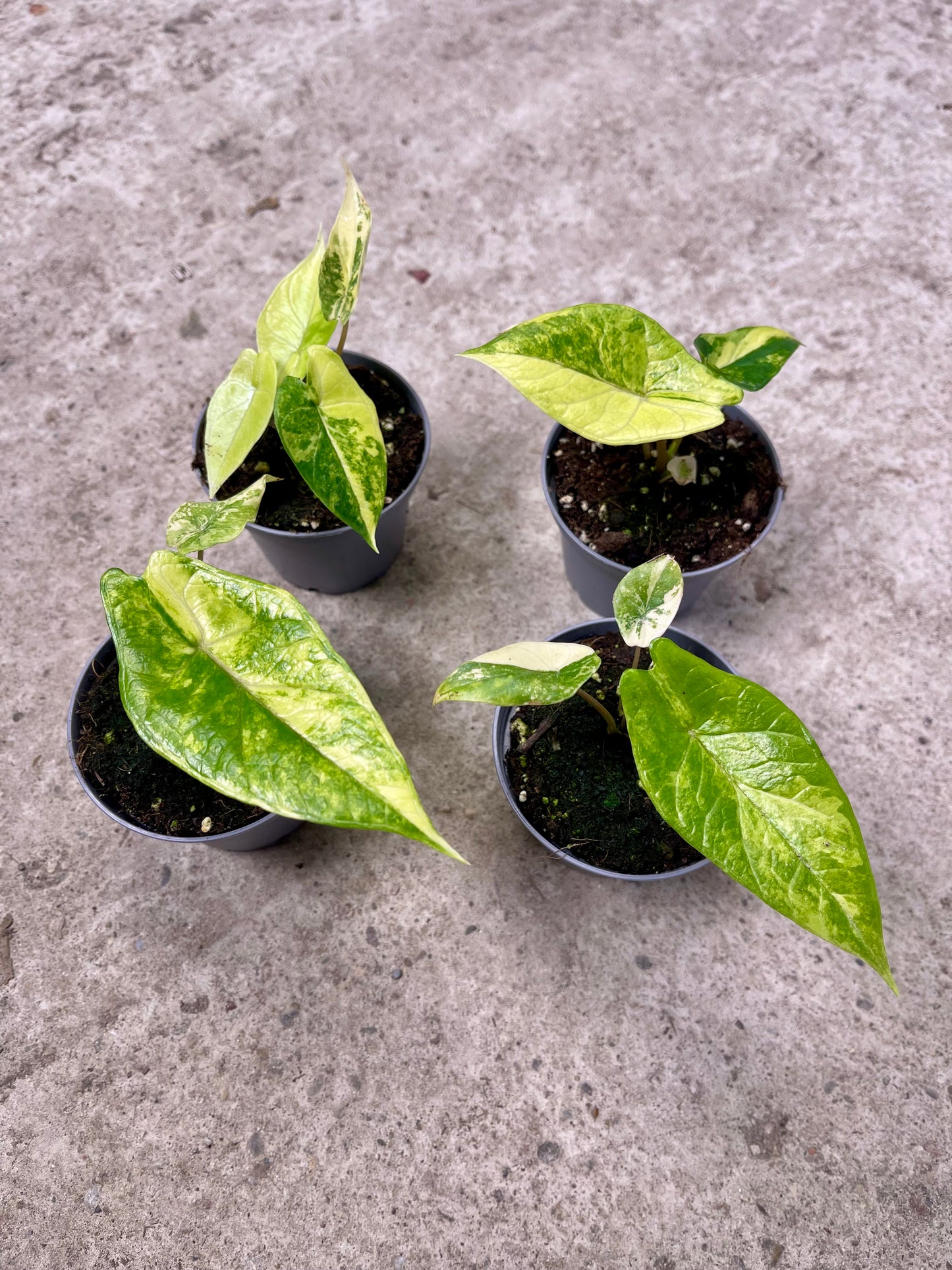 Alocasia scalprum variegata NEW