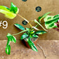 Philodendron florida beauty effet mint