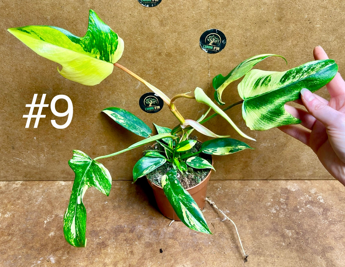 Philodendron florida beauty effet mint