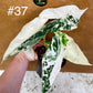Alocasia frydek variegata haute variegation M