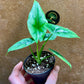 Alocasia reversa S NEW