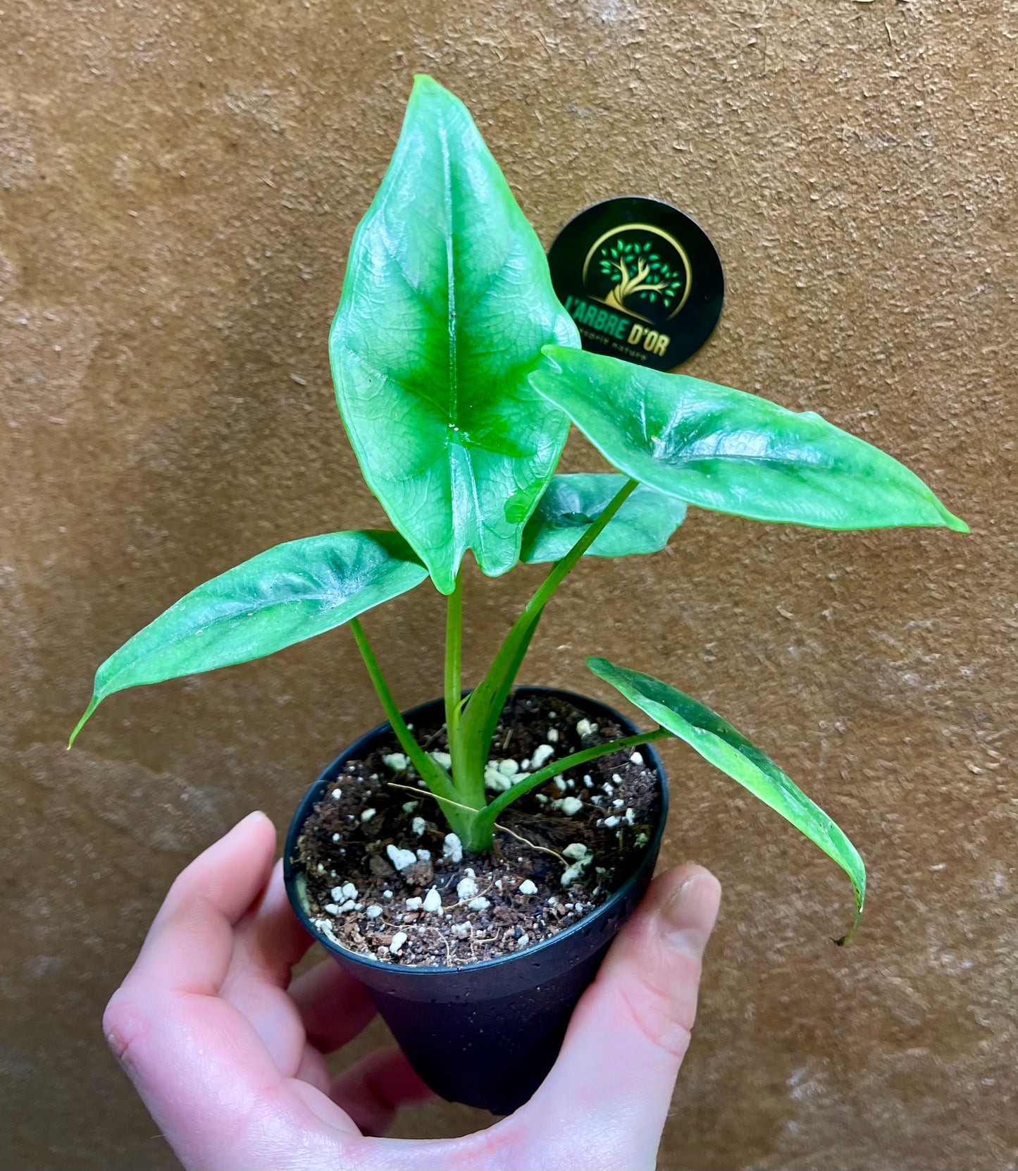 Alocasia reversa S NEW
