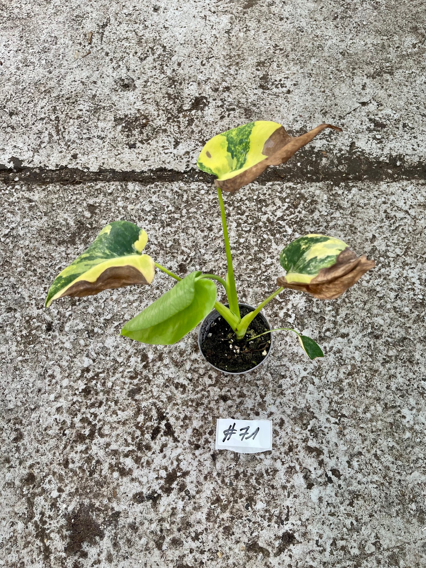 PLANTE A SAUVER