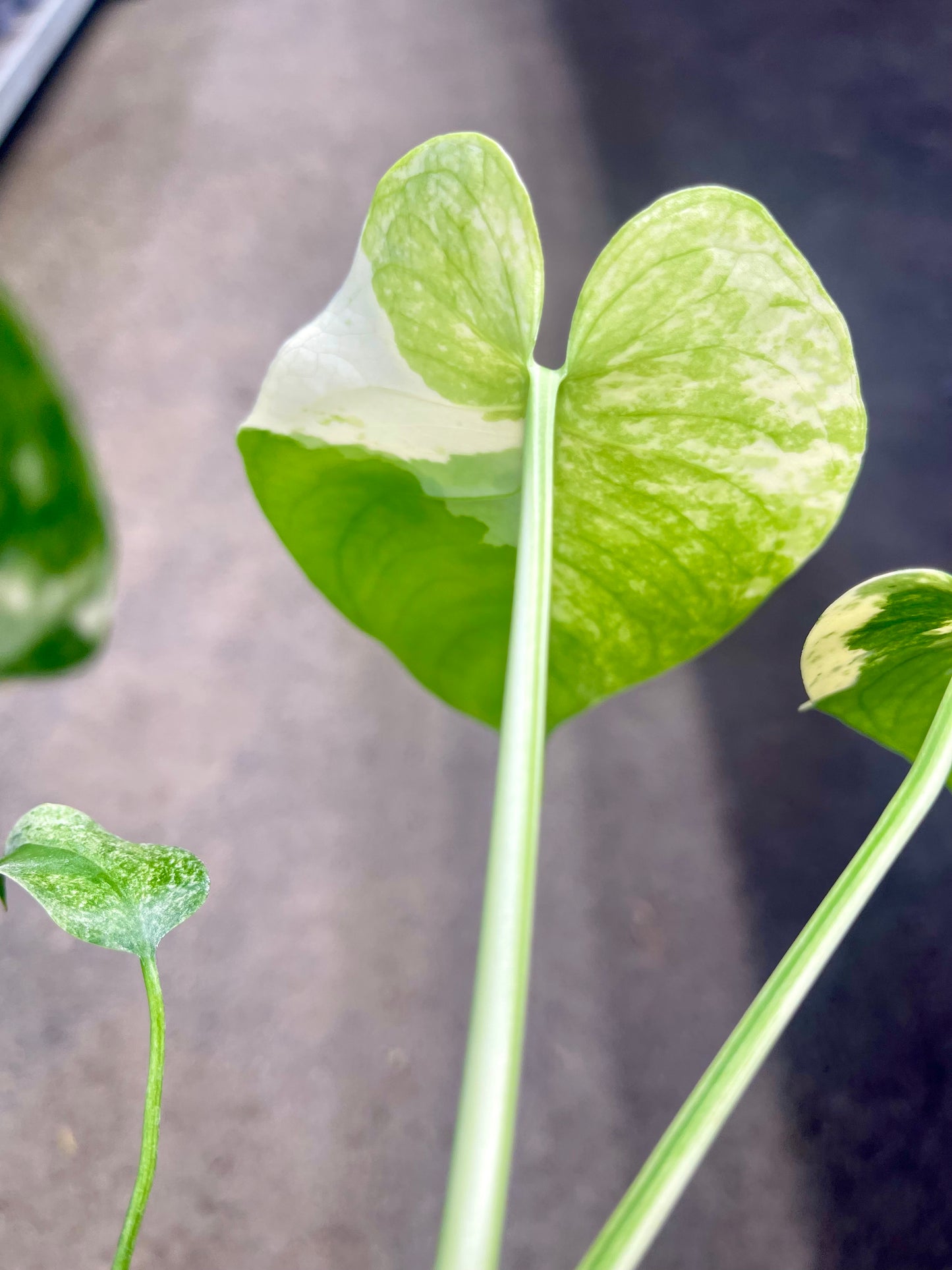 MONS.TERA WHITE MONSTER MUTATION TRICOLOR