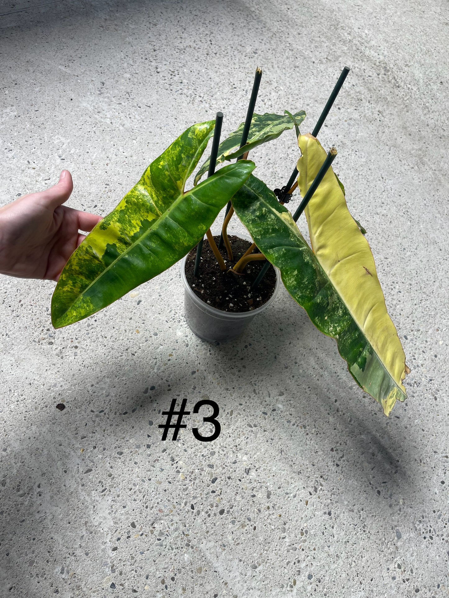 PHILODENDRON BILLIETIAE VARIEGATA NEW