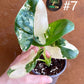 Alocasia macrorrhiza variegata S