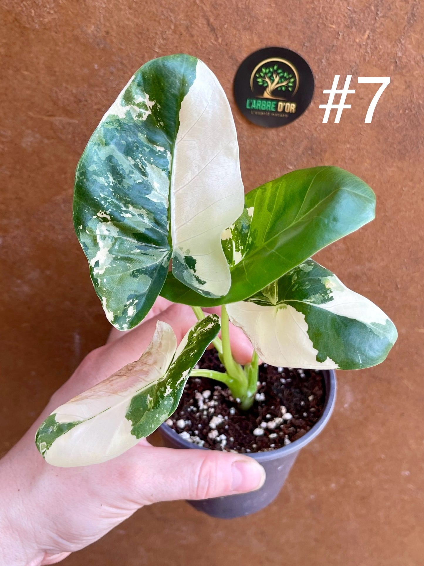 Alocasia macrorrhiza variegata S