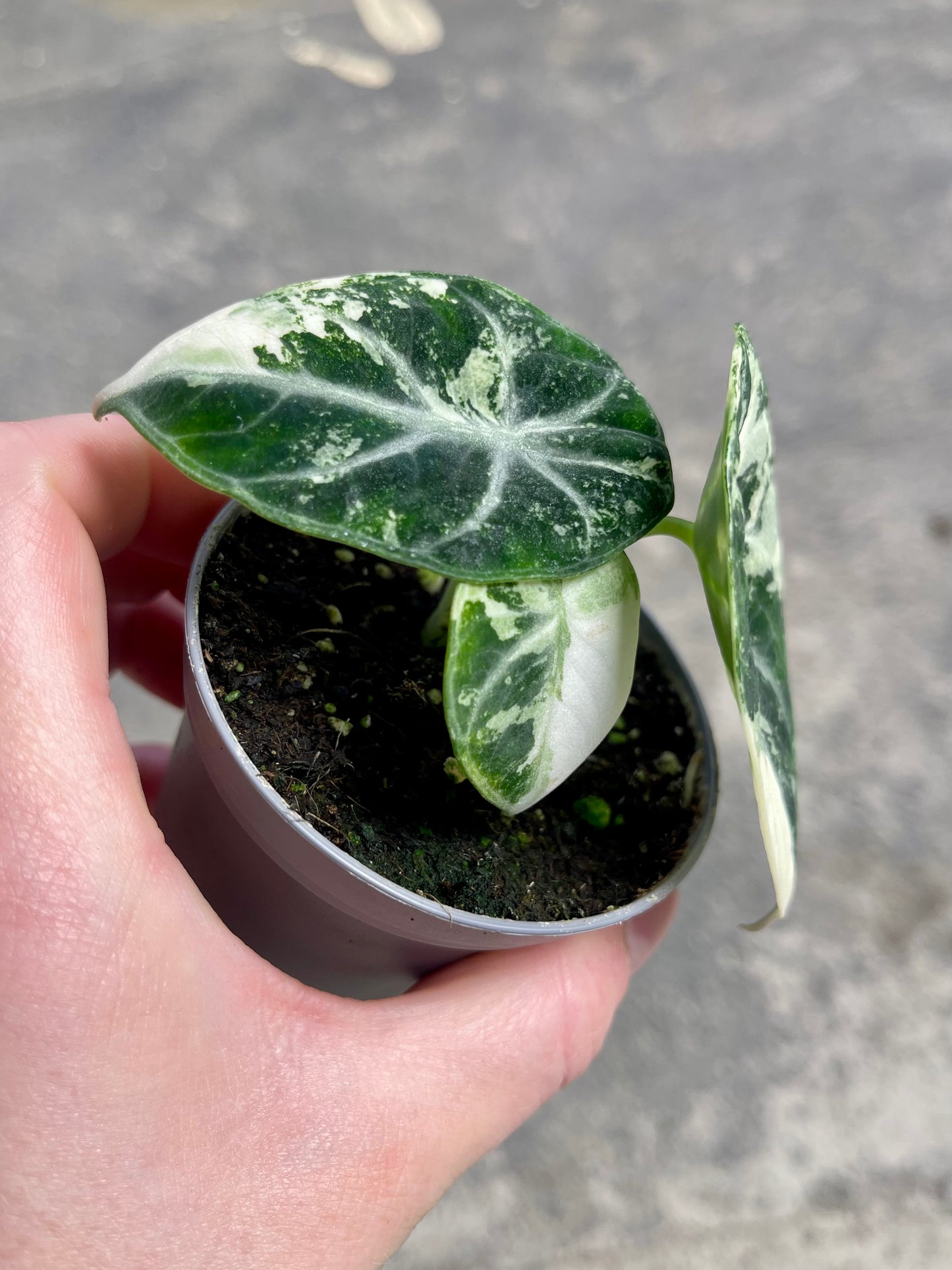 ALO.CASIA NINJA ALBO VARIEGATA