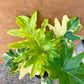 Philodendron selloum variegata L