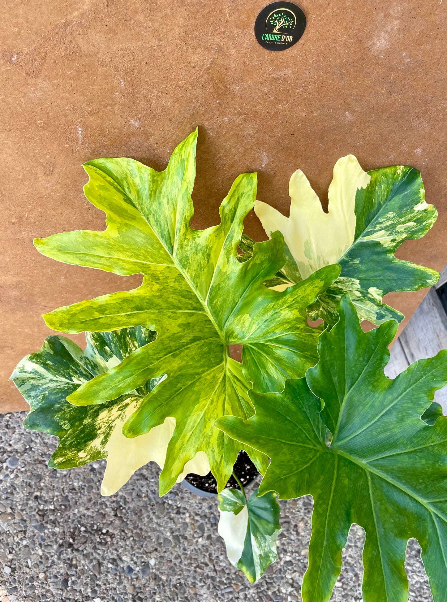 Philodendron selloum variegata L