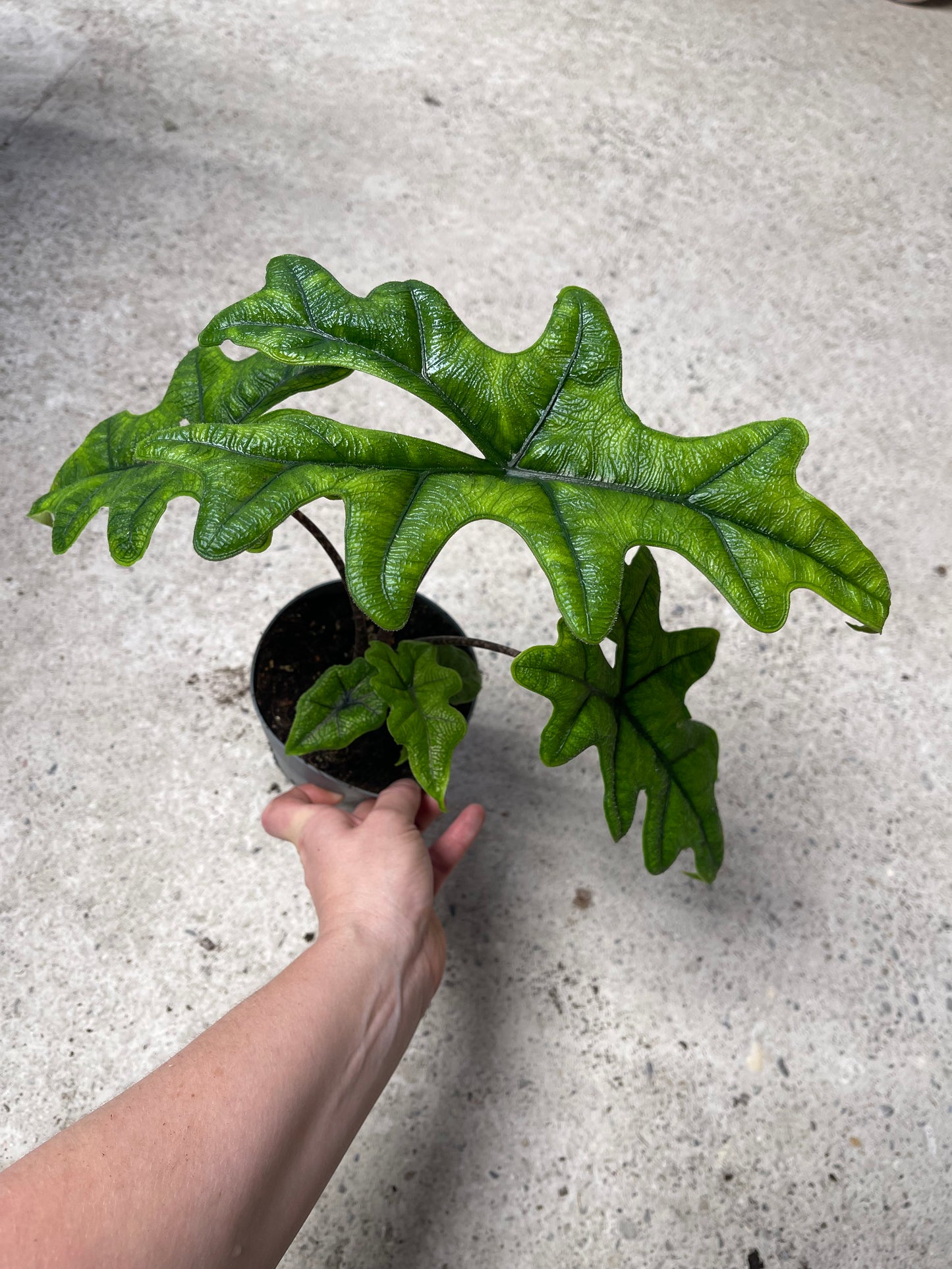 Alocasia jacklyn M