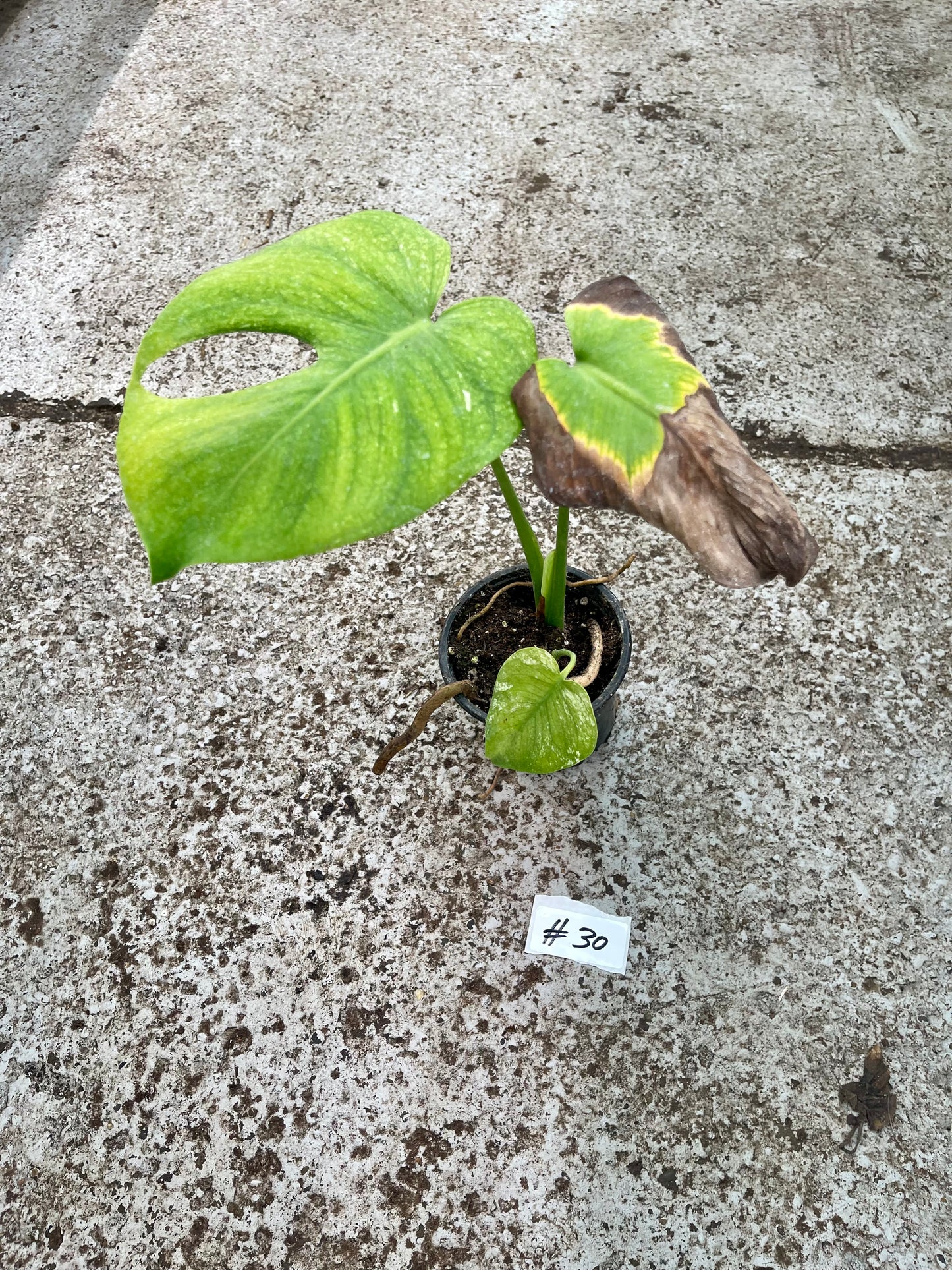 PLANTE A SAUVER