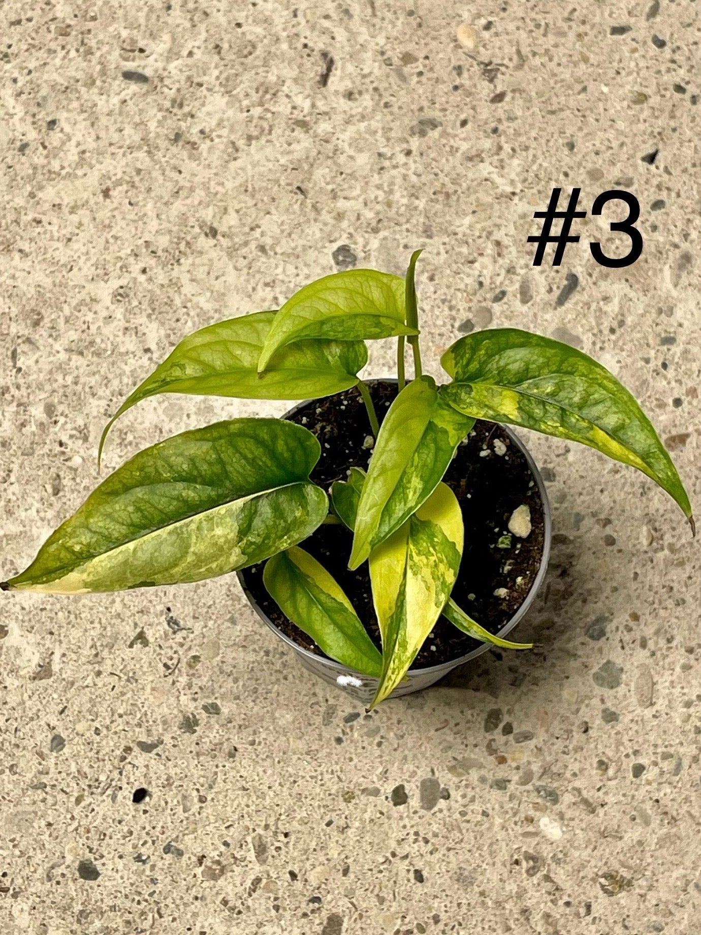 MONSTERA SILTEPECANA AUREA VARIEGATA NEW