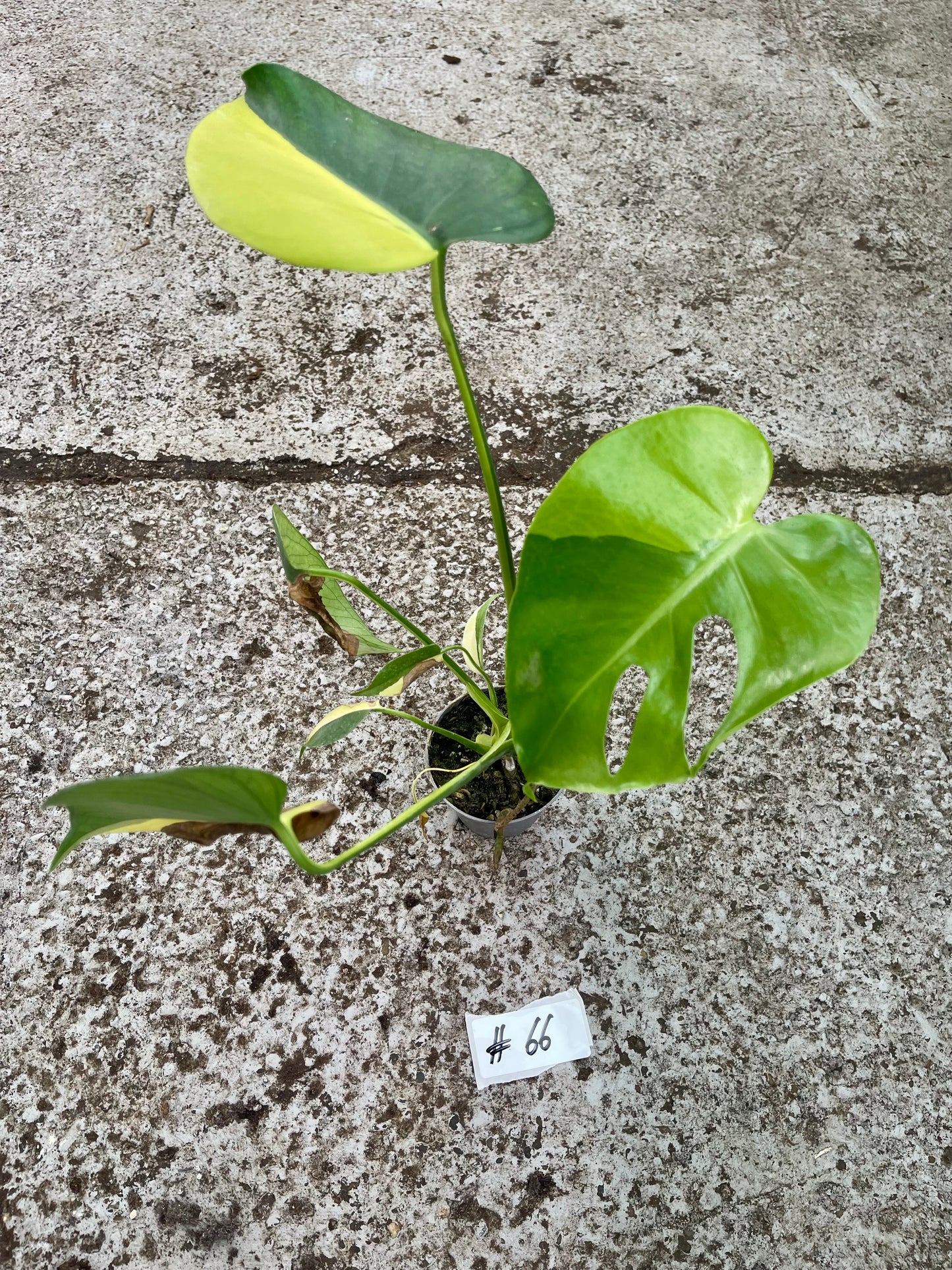 PLANTE A SAUVER