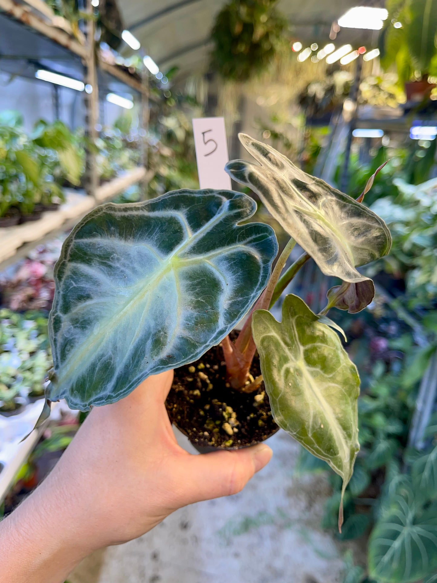 ALOCASIA VENOM S NEW