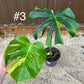 Monstera deliciosa yellow mint