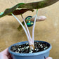 Alocasia pink dragon variegata
