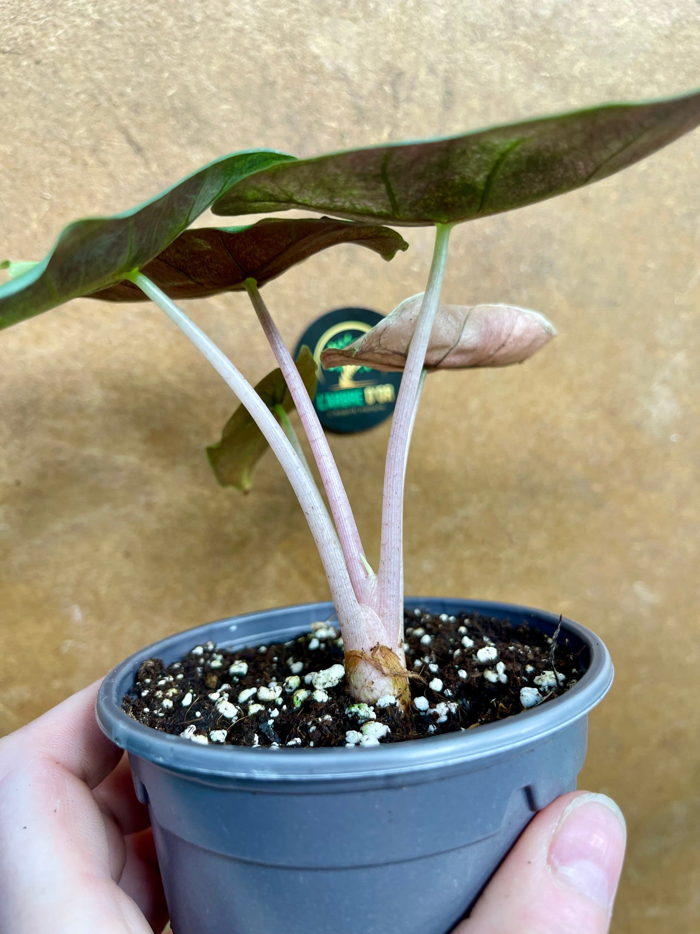 Alocasia pink dragon variegata