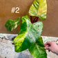 Philodendron strawberry shake L