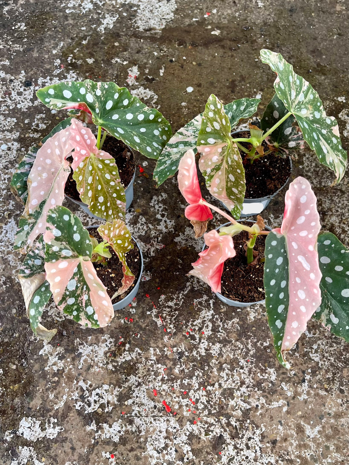 BEGONIA MACULATA PINK NEW