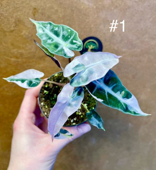 Alocasia bambino pink variegata NEW