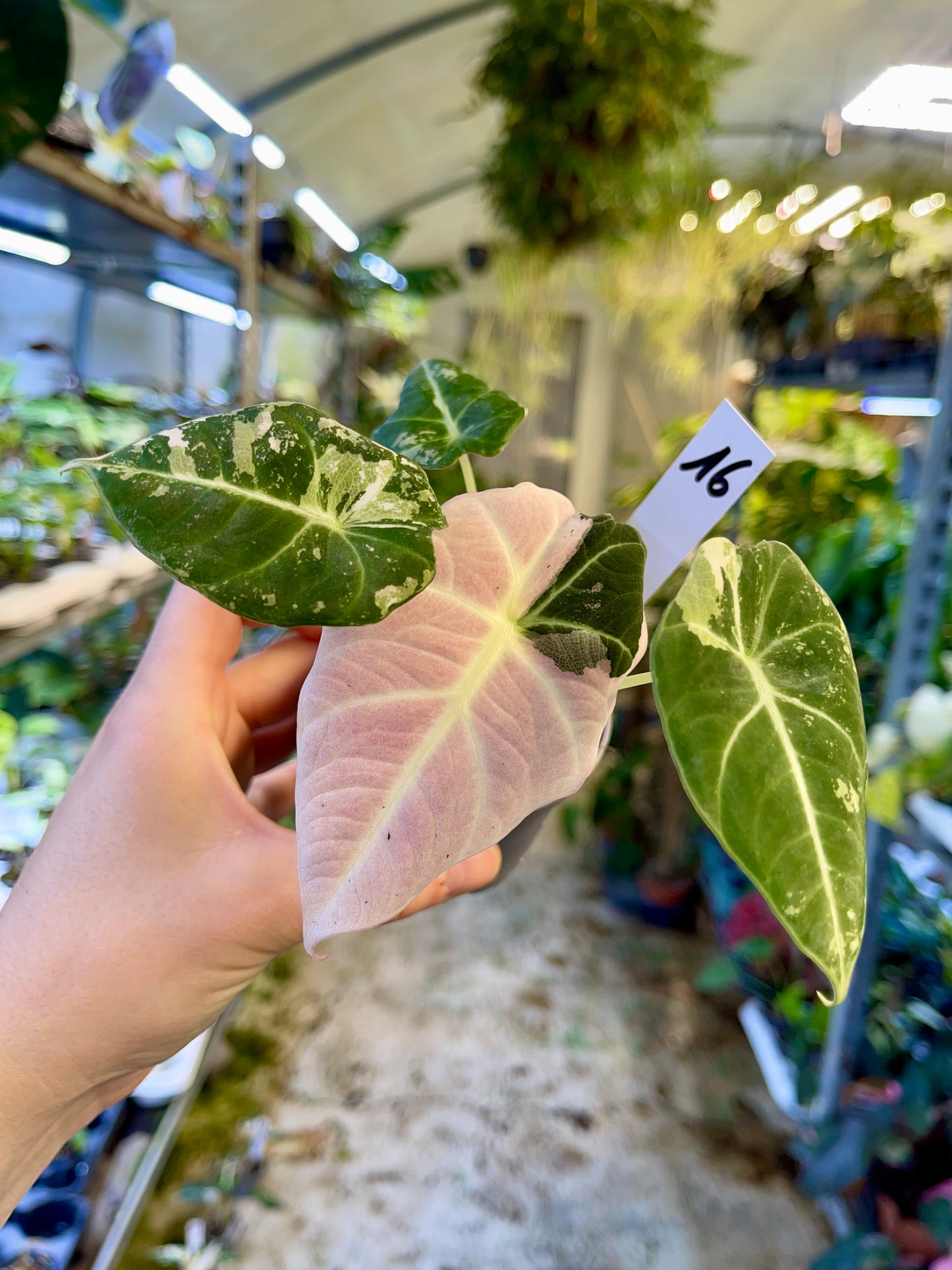 ALOCASIA BLACK VELVET VARIEGATA PINK S NEW