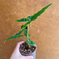 Alocasia sulawesi sabrina narrow S