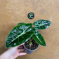 Alocasia purple prince S