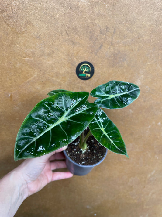 Alocasia purple prince S