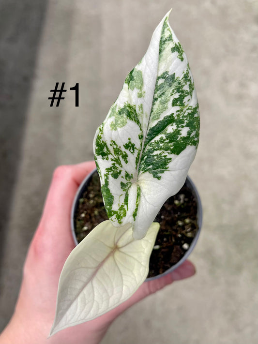 ALOCASIA SCALPRUM ALBO VARIEGATA NEW