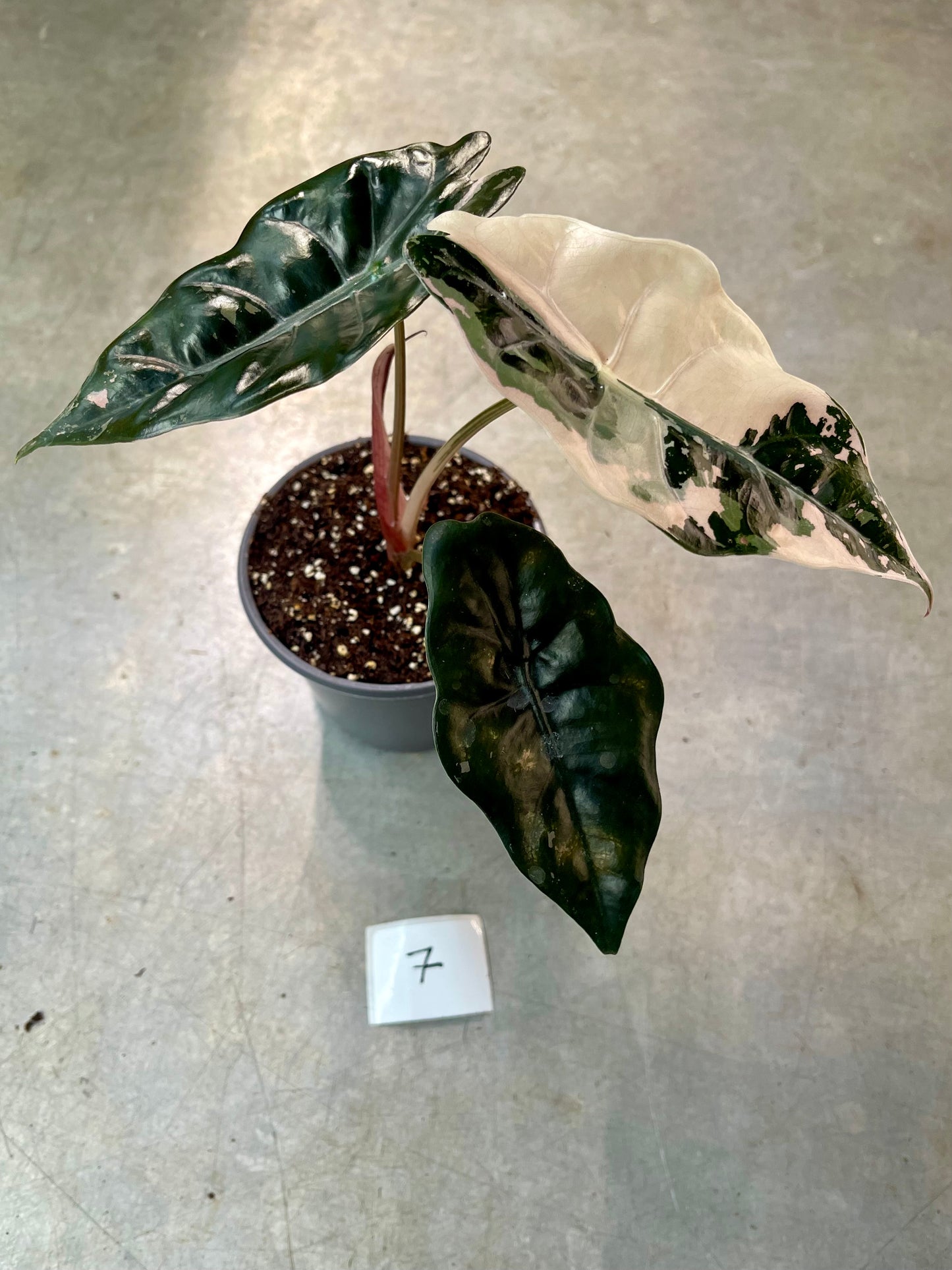 ALOCASIA CHANTRIERI PINK VARIEGATA NEW