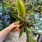 Philodendron caramel marble légère var M