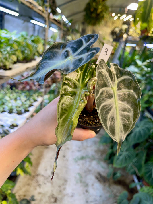 ALOCASIA VENOM S NEW