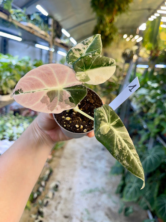 ALOCASIA BLACK VELVET VARIEGATA PINK S NEW