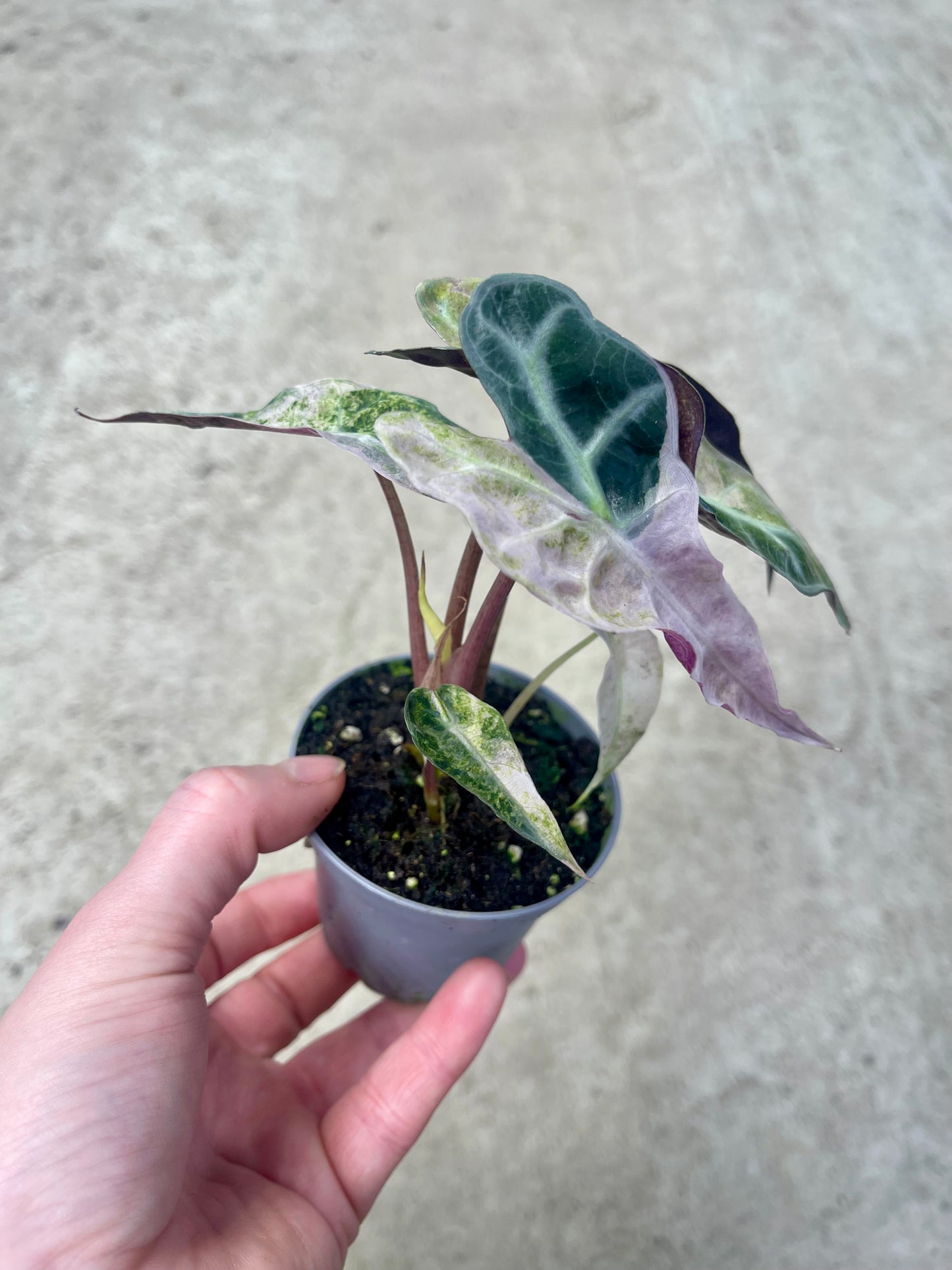 ALO.CASIA POLLY TRICOLOR