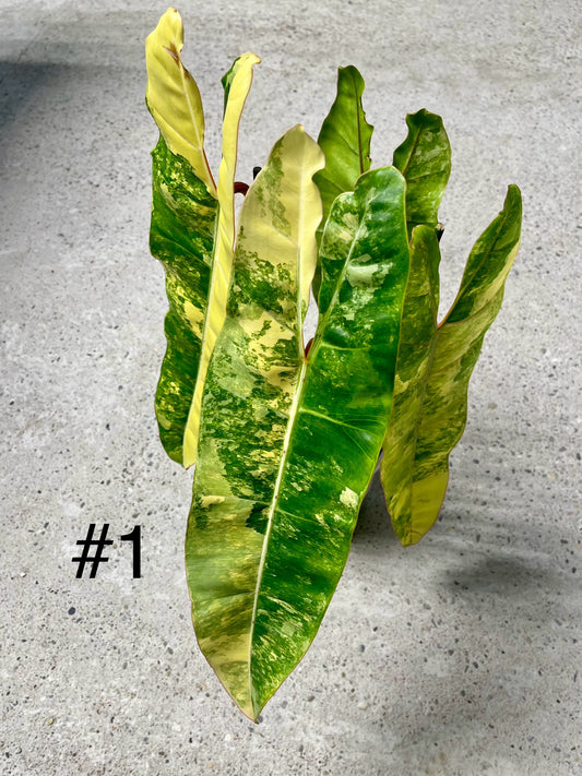 PHILODENDRON BILLIETIAE VARIEGATA NEW