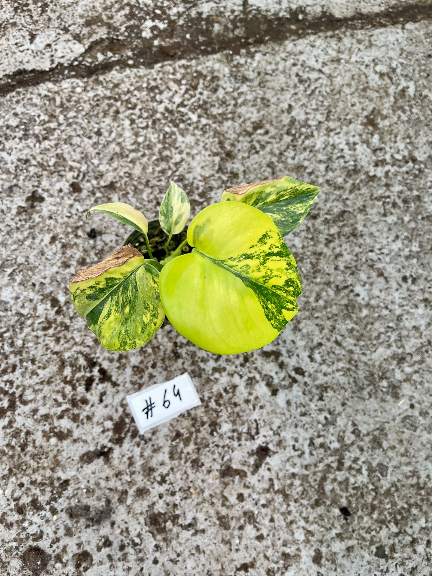 PLANTE A SAUVER