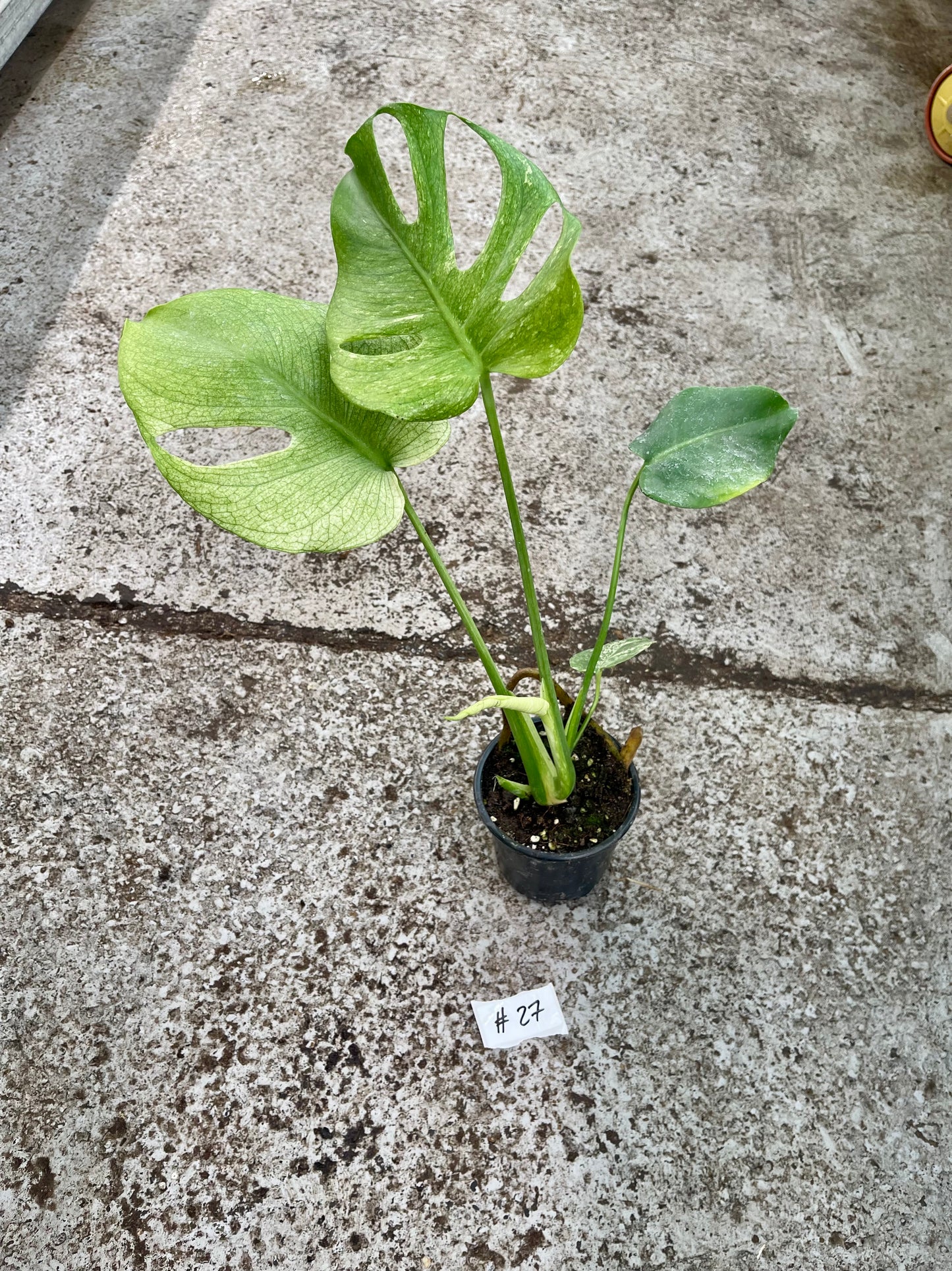 PLANTE A SAUVER