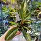 Philodendron caramel marble légère var M