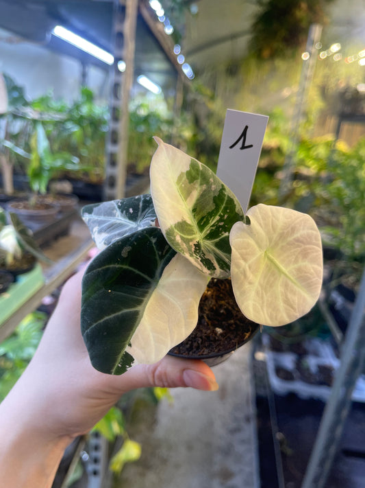 ALOCASIA BLACK VELVET PINK VARIEGATA S NEW